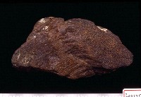 藏品(象聯合部)的圖片